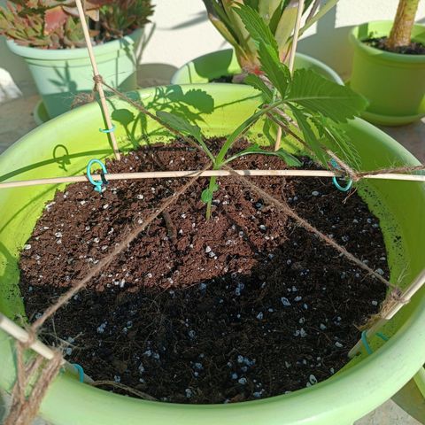 Jane growlog photo: Lateral training - lateral sun light 