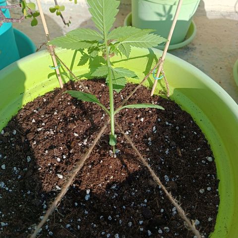 Mary growlog photo: Frontal training - opposite the sun light
