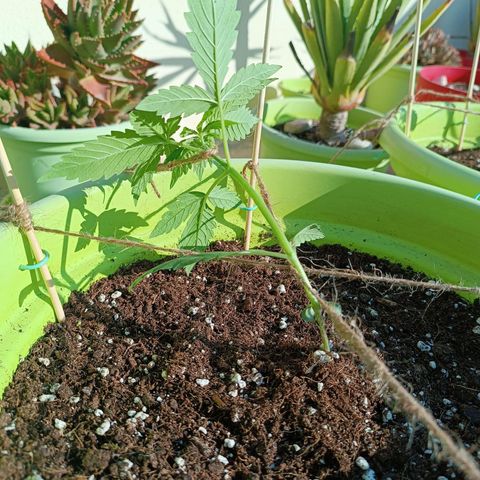 Mary growlog photo: Frontal training - opposite the sun light