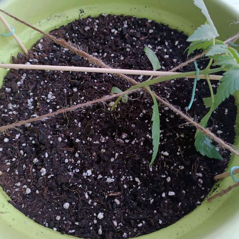 Mary growlog timeline photo