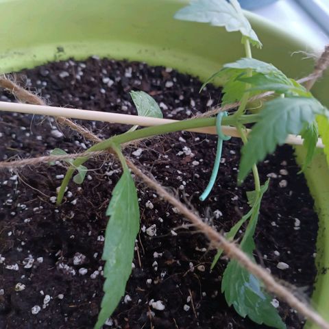 Mary growlog timeline photo