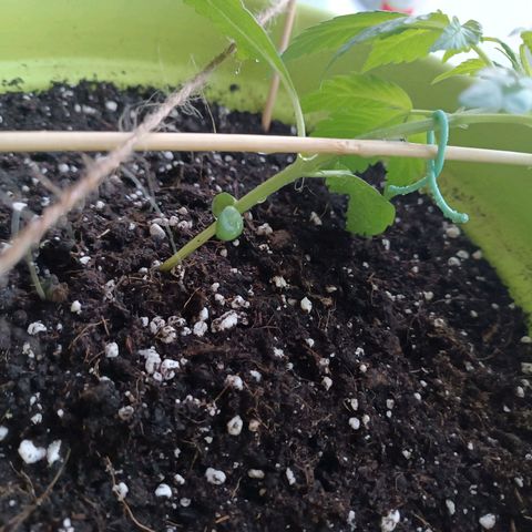 Jane growlog timeline photo
