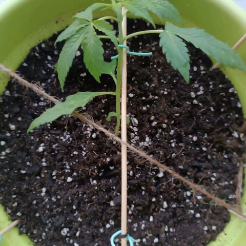 Jane growlog timeline photo