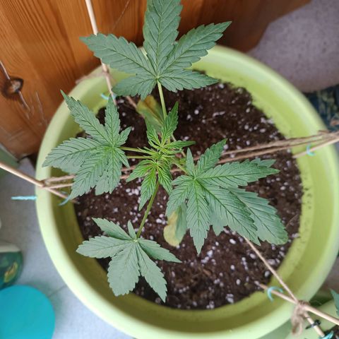 Berry growlog timeline photo