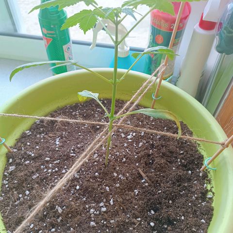 Berry growlog timeline photo