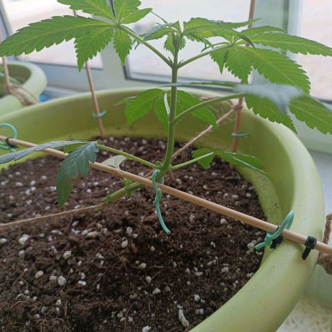 Jane growlog timeline photo
