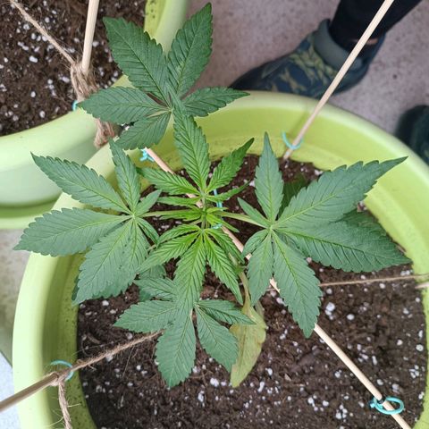 Jane growlog timeline photo
