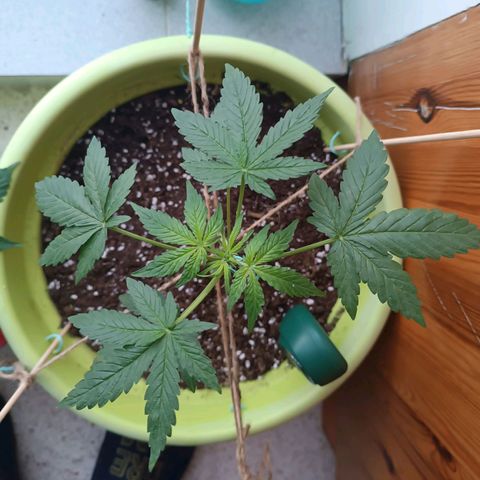 Berry growlog timeline photo