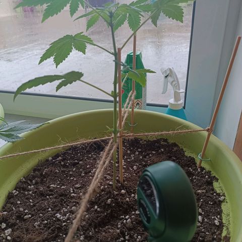 Berry growlog timeline photo
