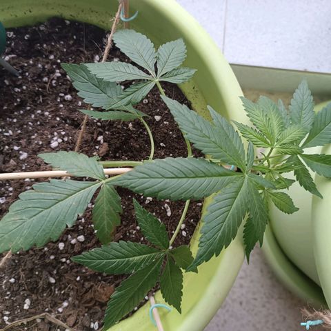 Jane growlog timeline photo