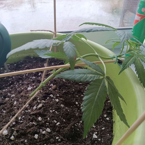 Jane growlog timeline photo