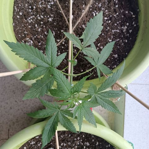 Mary growlog timeline photo