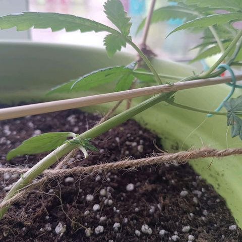Mary growlog timeline photo