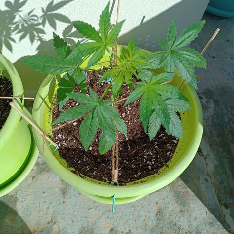 Berry growlog timeline photo