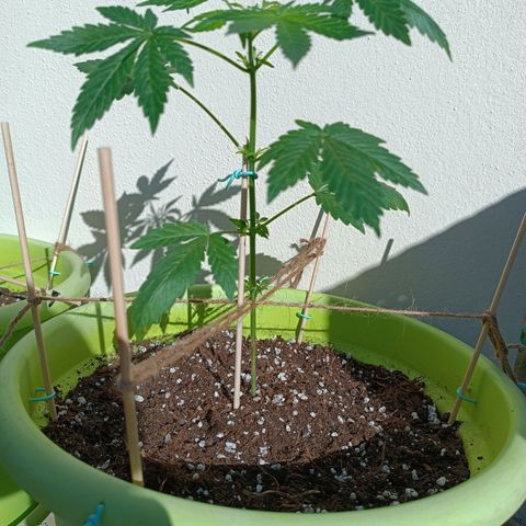 Berry growlog timeline photo