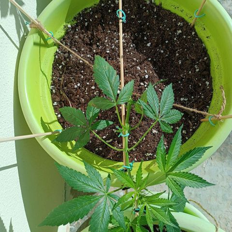 Jane growlog timeline photo