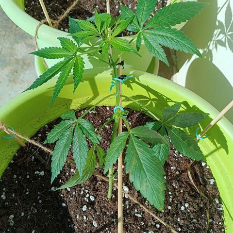 Jane growlog timeline photo