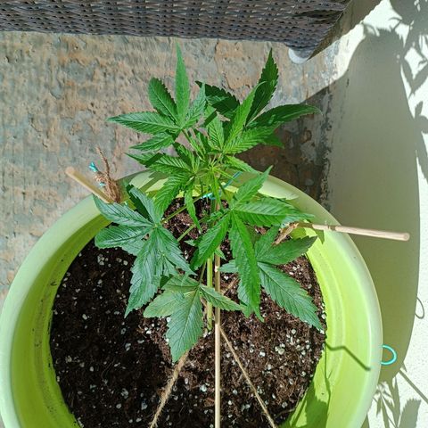 Mary growlog timeline photo