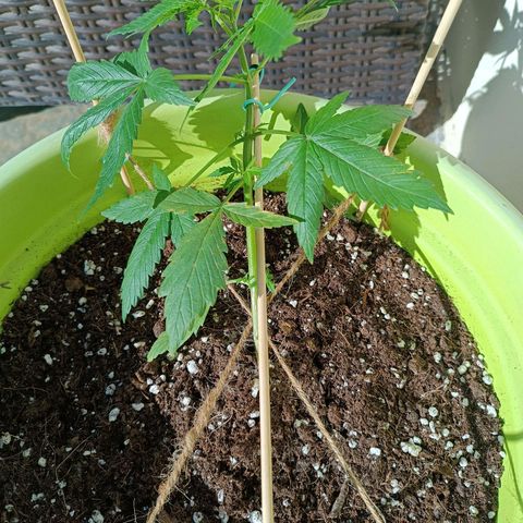 Mary growlog timeline photo