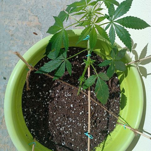 Jane growlog timeline photo