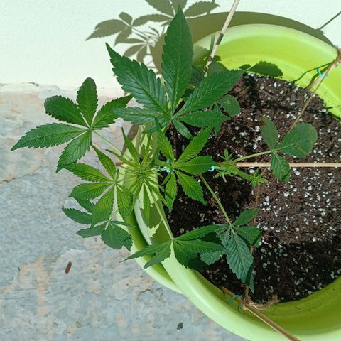 Jane growlog timeline photo