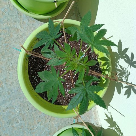 Mary growlog timeline photo
