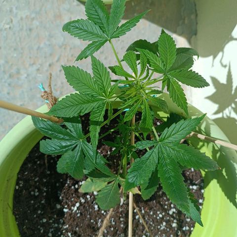 Mary growlog timeline photo