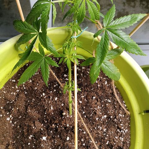 Mary growlog timeline photo