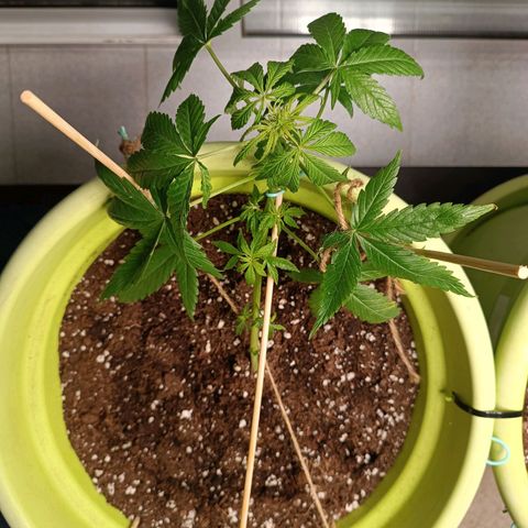 Mary growlog timeline photo