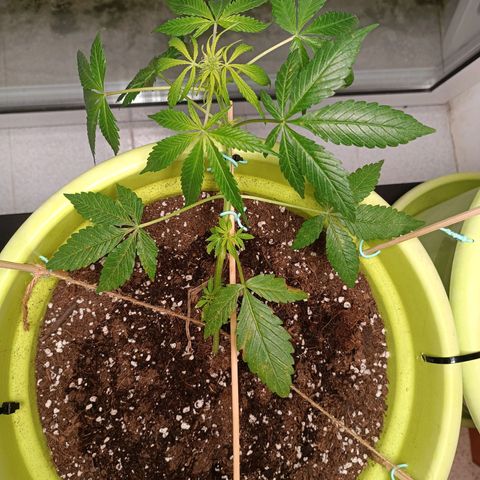 Jane growlog timeline photo