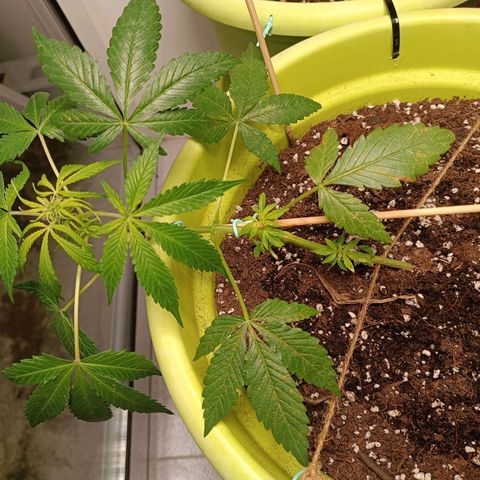 Jane growlog timeline photo