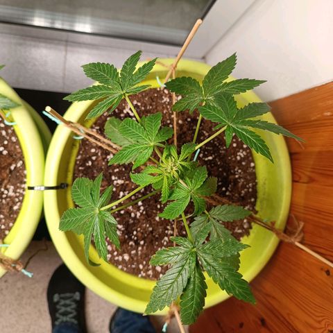 Berry growlog timeline photo