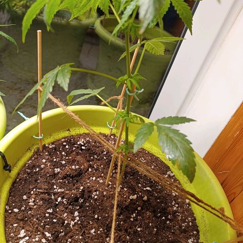 Berry growlog timeline photo