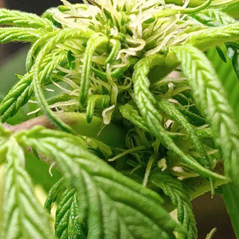 Berry growlog photo: Flowering started earlier 