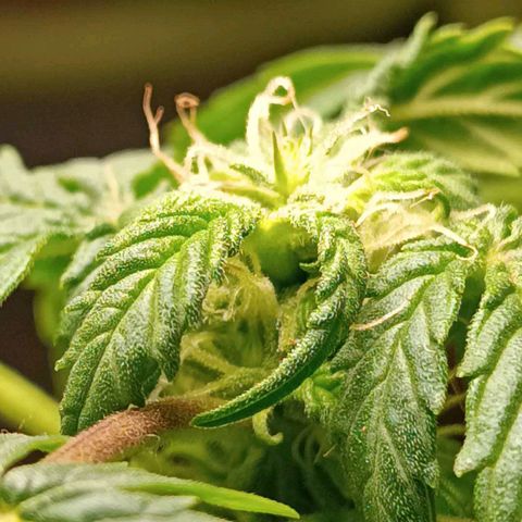 Berry growlog photo: Flowering started earlier 