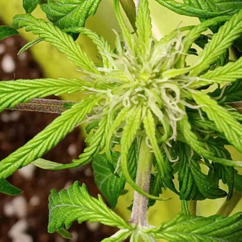 Berry growlog photo: Flowering started earlier 