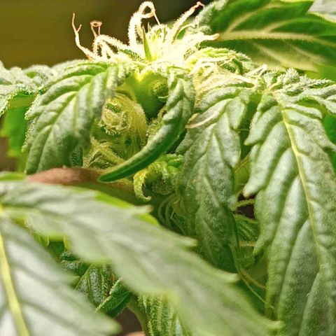 Berry growlog photo: Flowering started earlier 