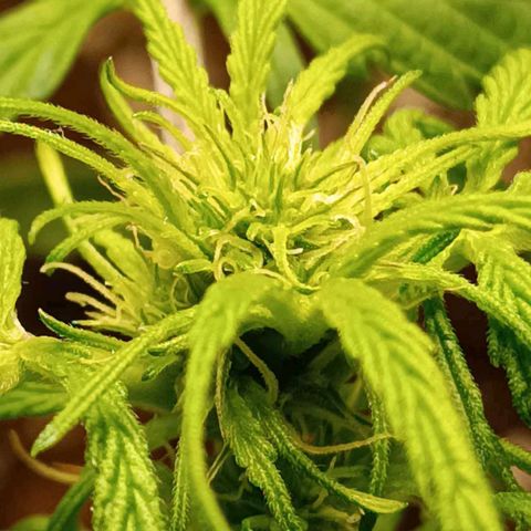 Berry growlog photo: Flowering started earlier 