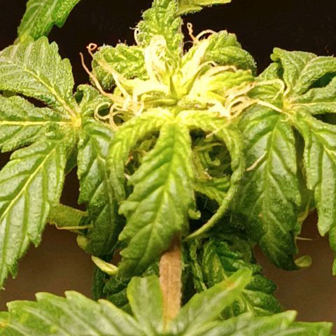Berry growlog photo: Flowering started earlier 