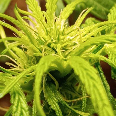 Berry growlog photo: Flowering started earlier 