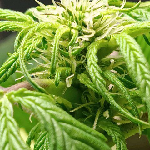 Berry growlog photo: Flowering started earlier 