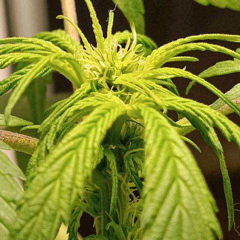 Berry growlog photo: Flowering started earlier 