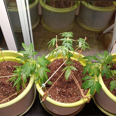 Berry growlog photo: Improving the room a bit better 