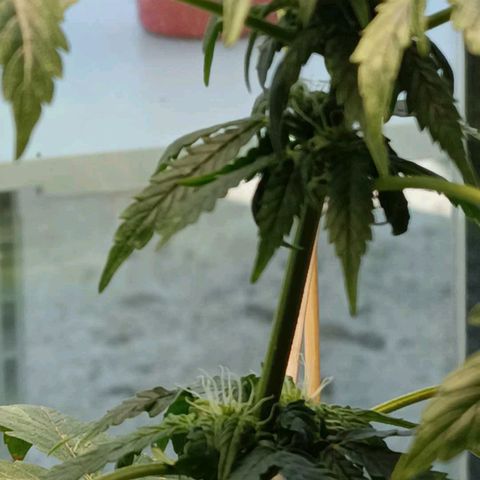 Berry growlog timeline photo