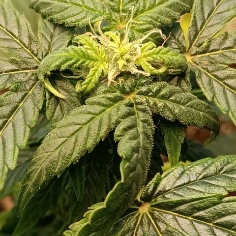 Berry growlog timeline photo