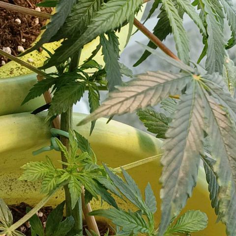 Mary growlog timeline photo