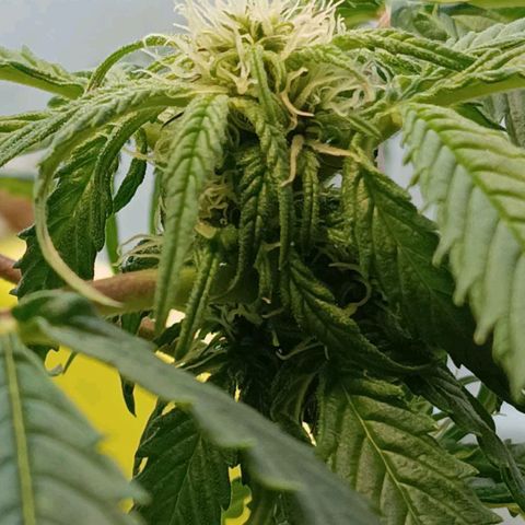 Mary growlog timeline photo