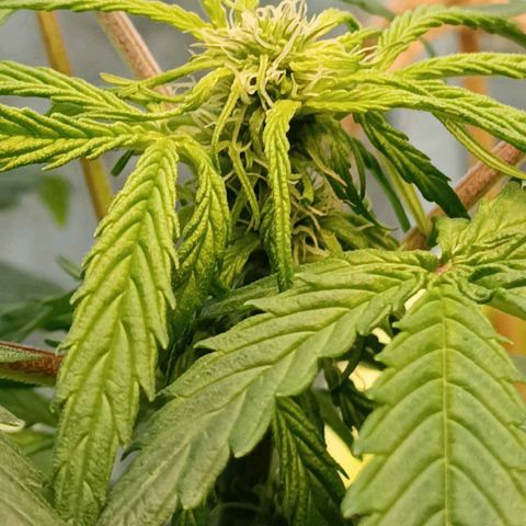 Jane growlog timeline photo