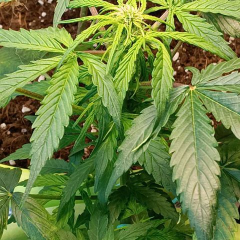 Jane growlog timeline photo