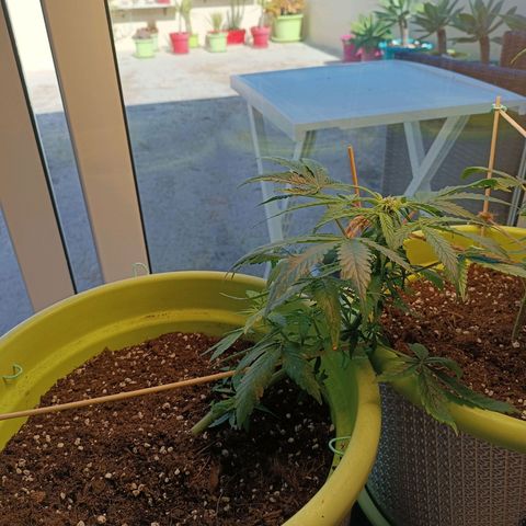 Jane growlog timeline photo